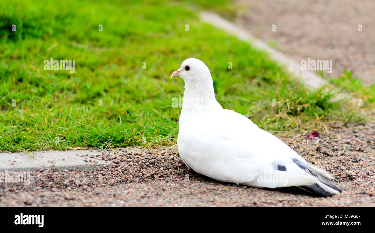 White Pigeon lying on the ground against the grass Stock Photo