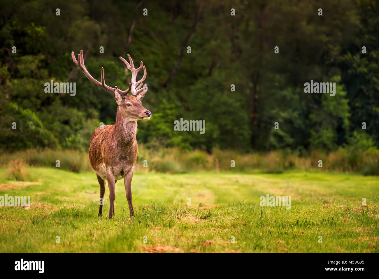 Scottish Red Deer on green meadow withforest in background, Glenfinnan, Scotland Stock Photo