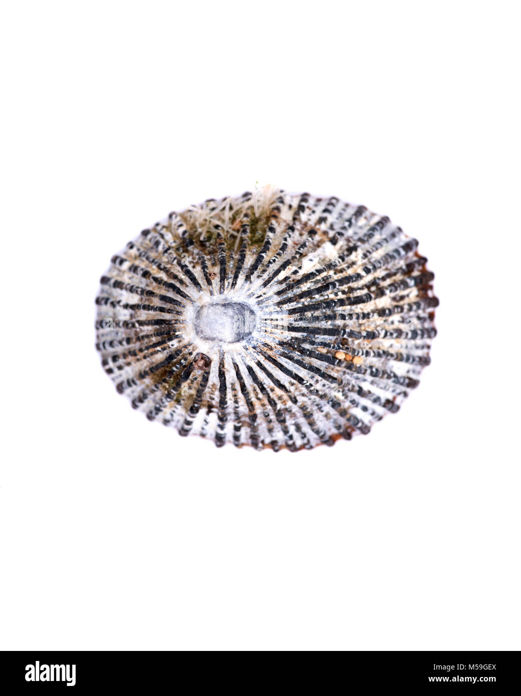 Cayenne Keyhole Limpet from Kauai beach in Hawaii, isolated on white background Stock Photo