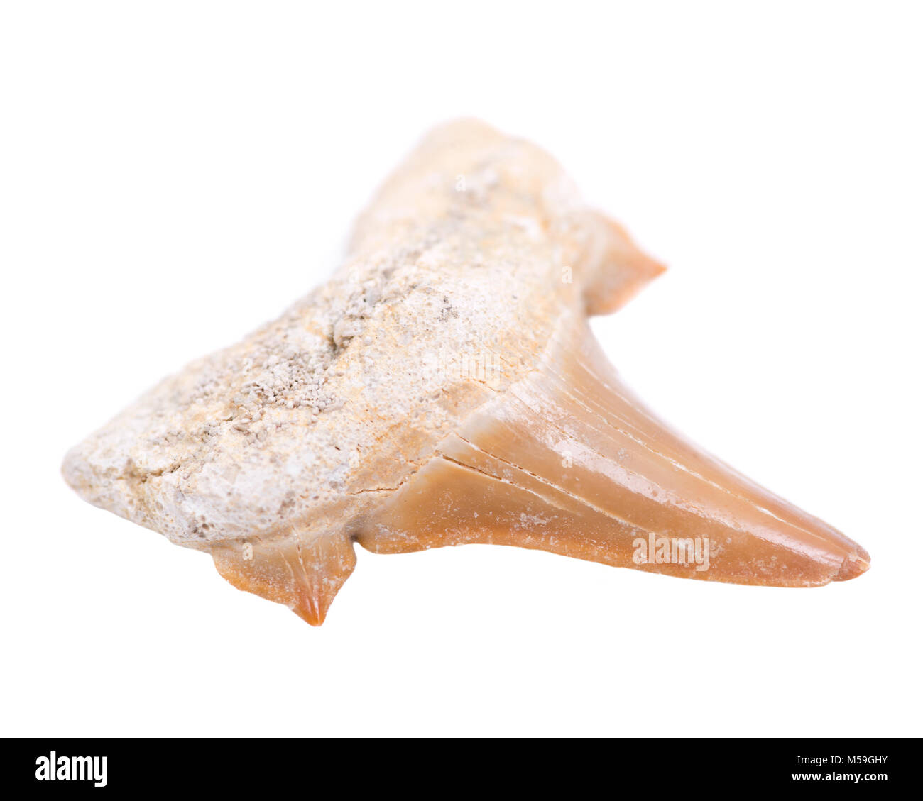 Authentic fossilized prehistoric shark tooth from Morocco isolated on