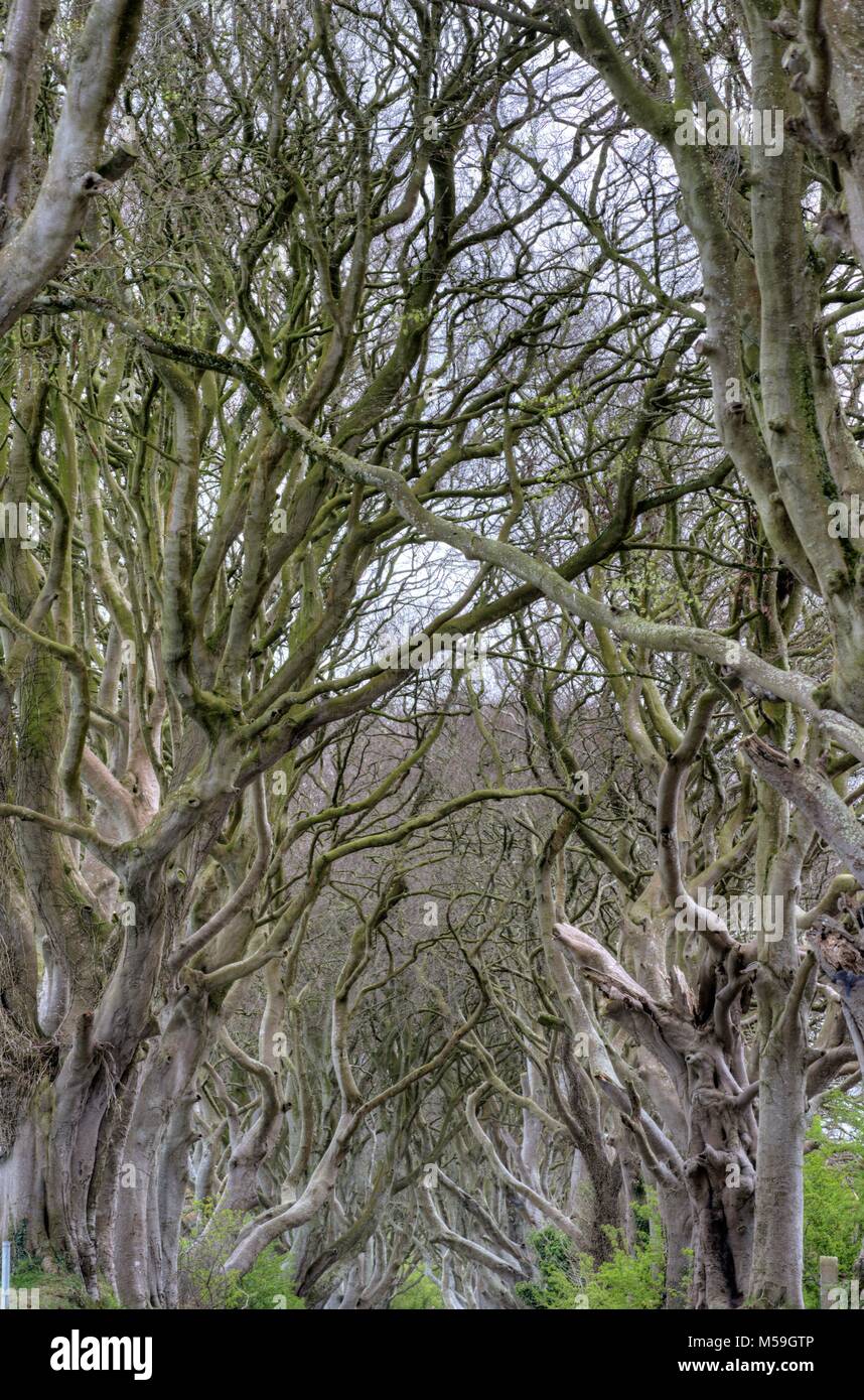Dark Hedges, Northern Ireland, GB Stock Photo