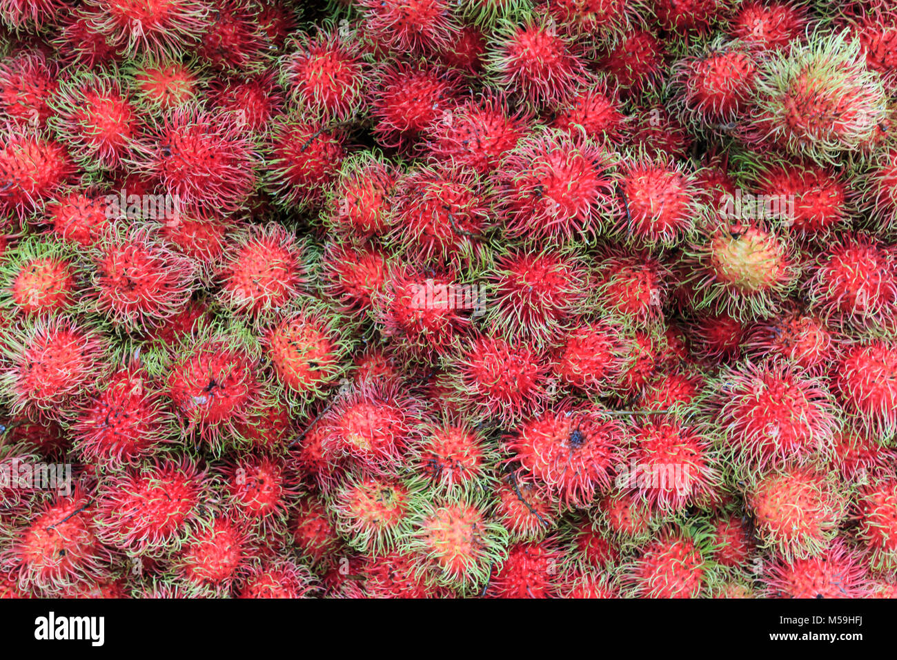 Close up of Rambutan fruit (Nephelium lappaceum) in Kuala Lumpur, Malaysia. Stock Photo