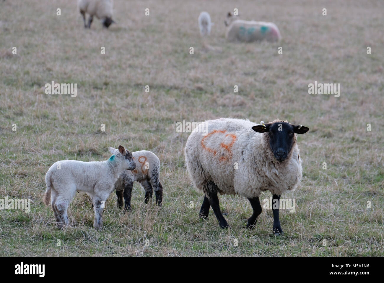 Edinburgh, Macmerry, Tranent, UK. 21.Feb.2018.   Early spring lambs in a field Young lambs pictured in a field near to Macmerry, Tranent, East Lothian.  (Photo: Rob Gray) Credit: Rob Gray/Alamy Live News Stock Photo