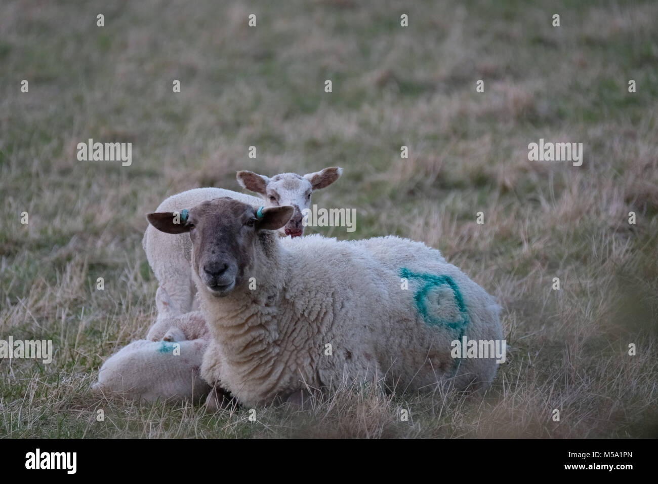 Edinburgh, Macmerry, Tranent, UK. 21.Feb.2018.   Early spring lambs in a field Young lambs pictured in a field near to Macmerry, Tranent, East Lothian.  (Photo: Rob Gray) Credit: Rob Gray/Alamy Live News Stock Photo