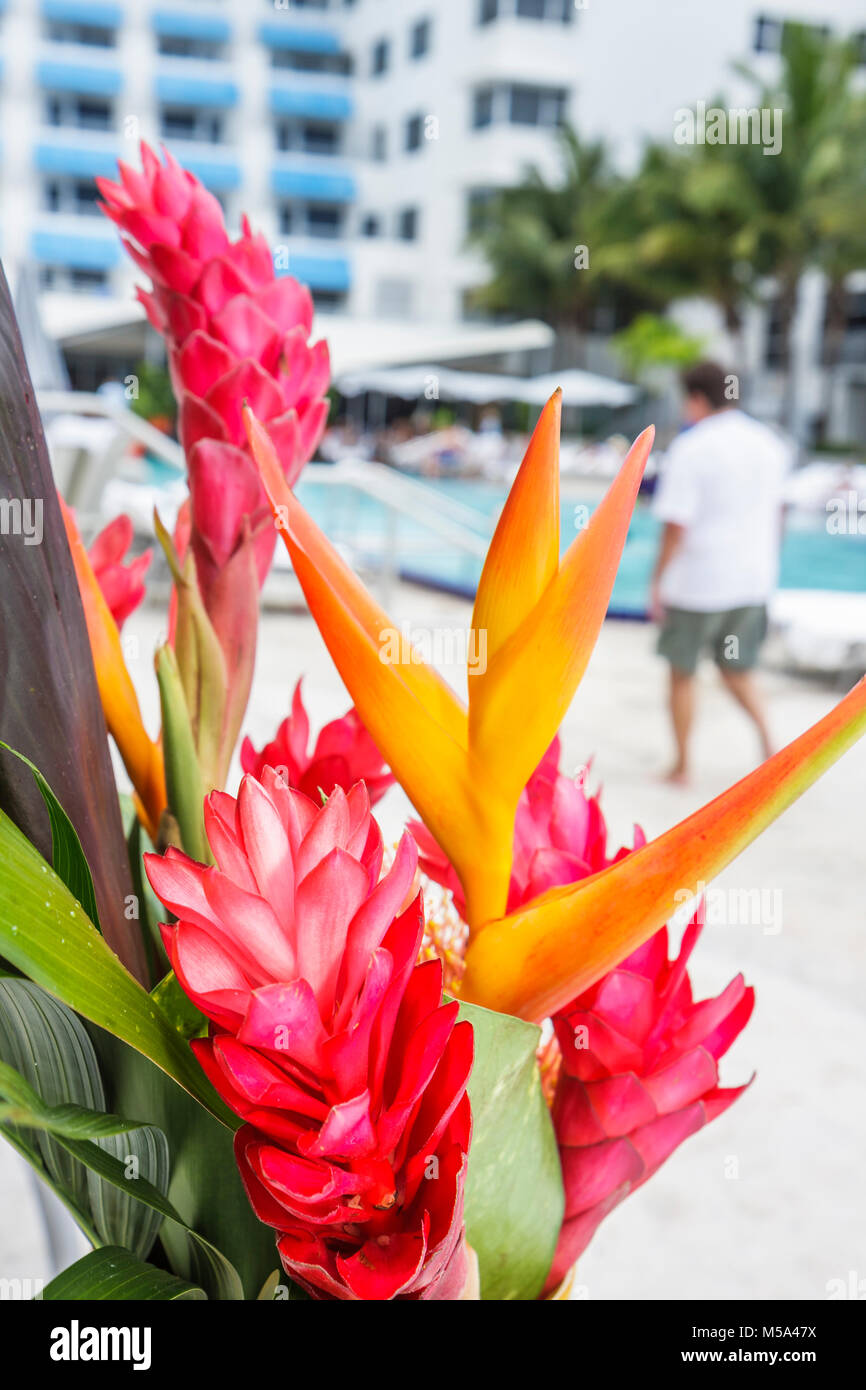 Miami Beach Florida,Ritz Carlton South Beach,hotel,tropical flower,flower,floral arrangement,bird of paradise,pink ginger,rhizome,poolside,FL080322010 Stock Photo