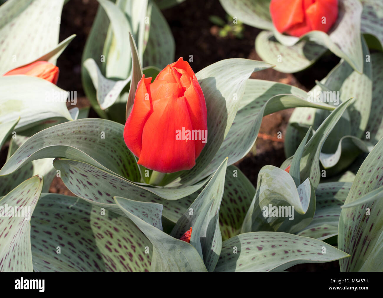 red tulips flowers blooming in a garden Stock Photo - Alamy