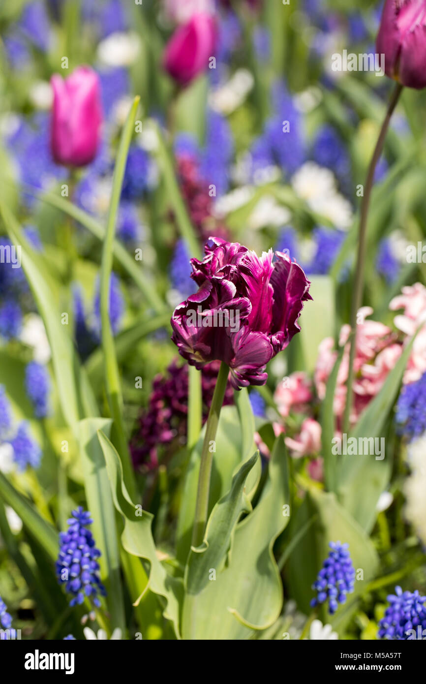 purple tulips and blue hyacinth blooming in a garden Stock Photo - Alamy