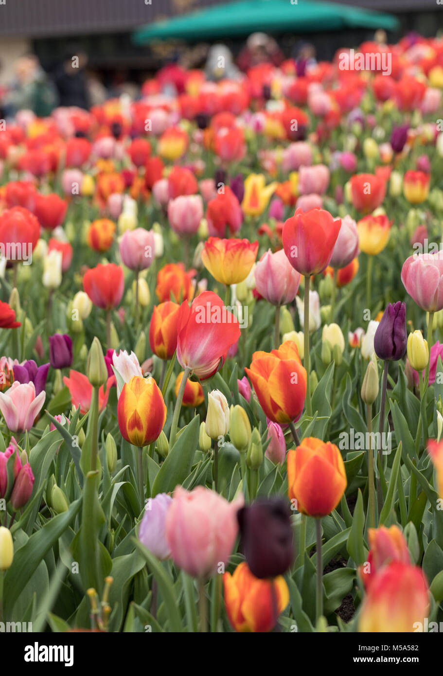 colorful tulips flowers blooming in a garden Stock Photo - Alamy