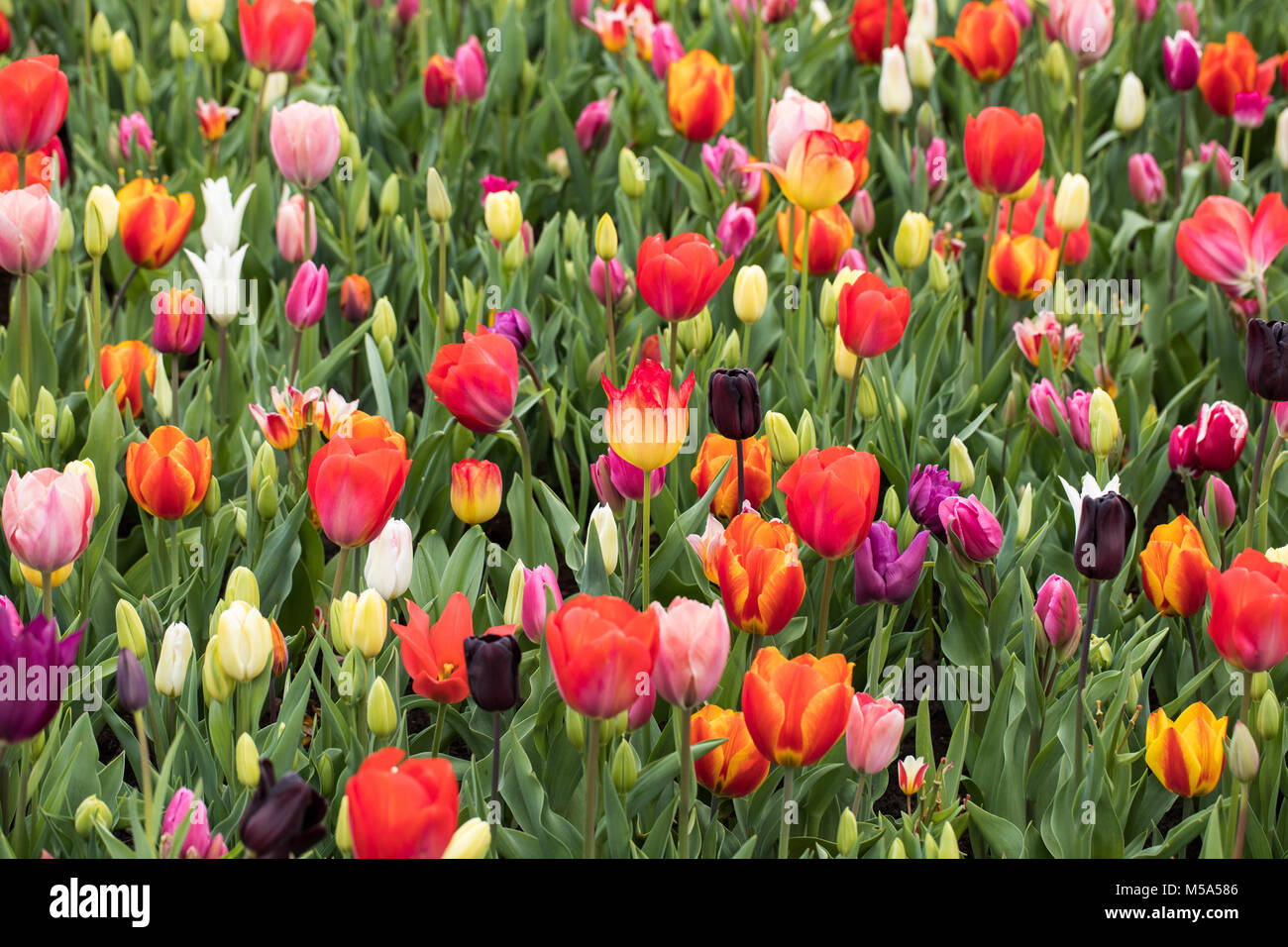 colorful tulips flowers blooming in a garden Stock Photo - Alamy