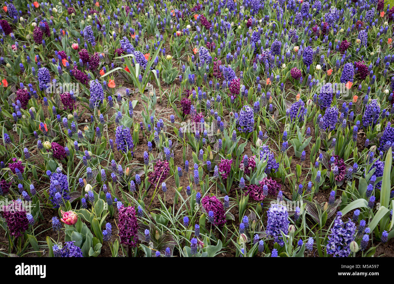 colorful tulips and blue hyacinth blooming in a garden Stock Photo - Alamy