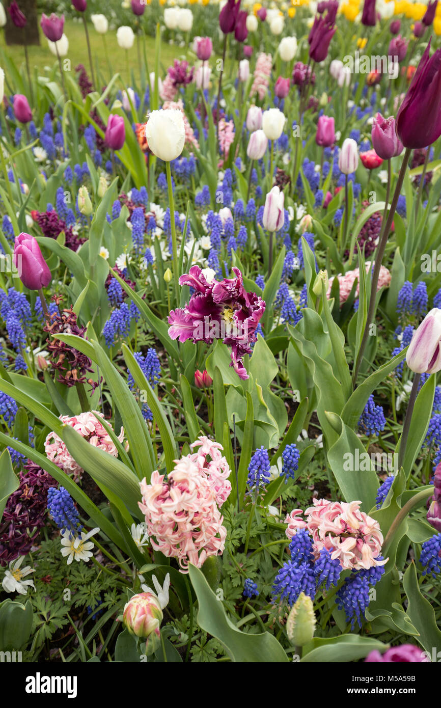 colorful tulips and blue hyacinth blooming in a garden Stock Photo - Alamy