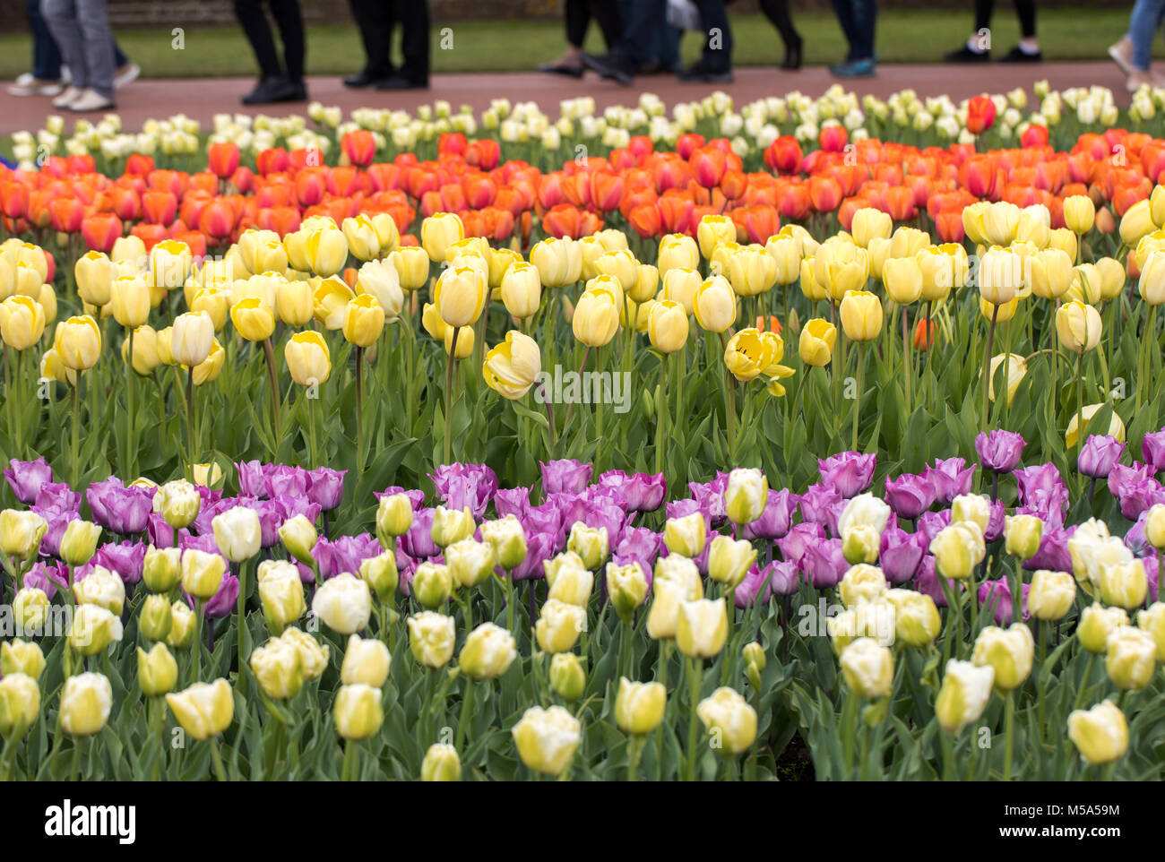 colorful tulips flowers blooming in a garden Stock Photo - Alamy