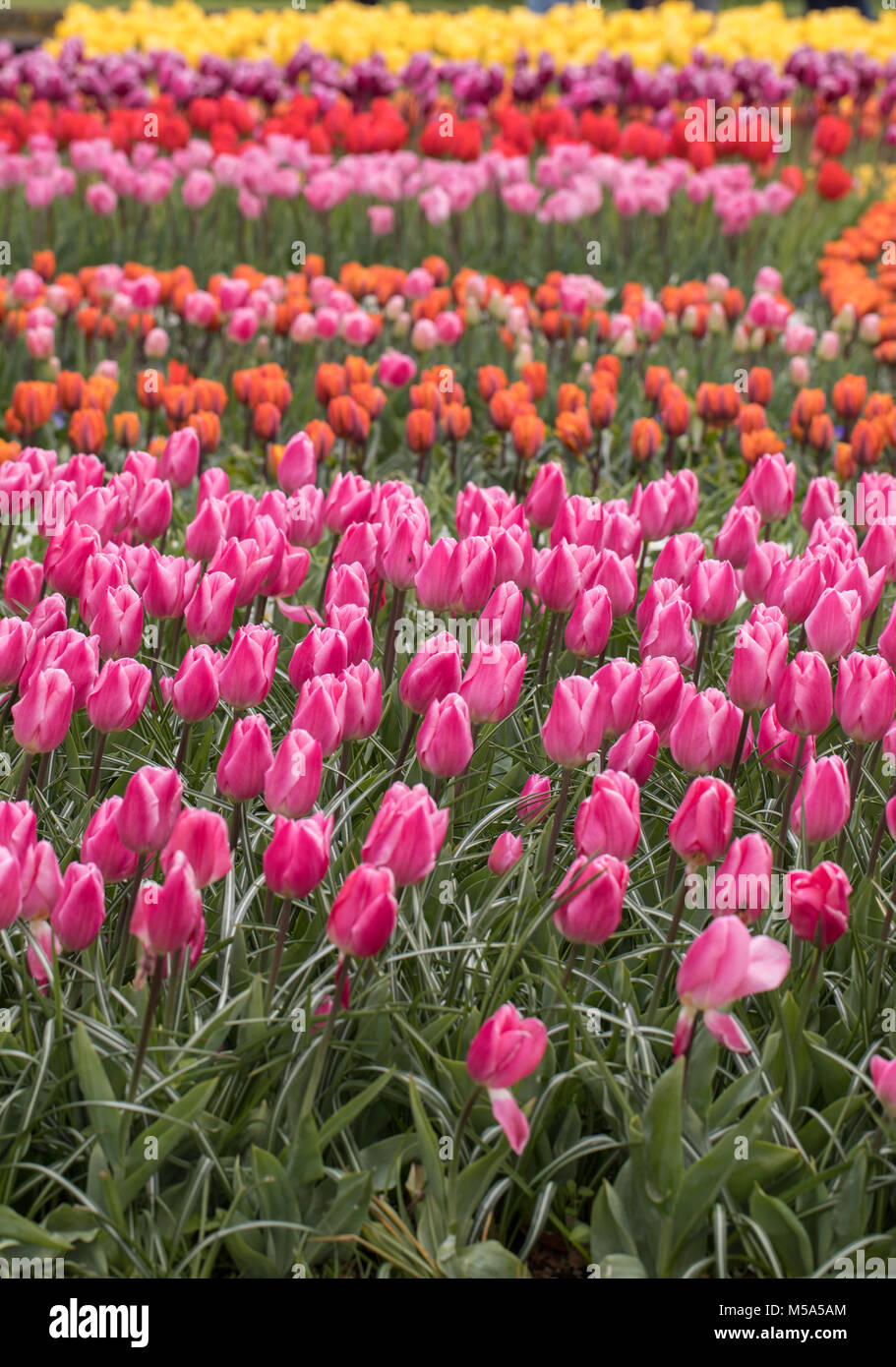 colorful tulips flowers blooming in a garden Stock Photo - Alamy