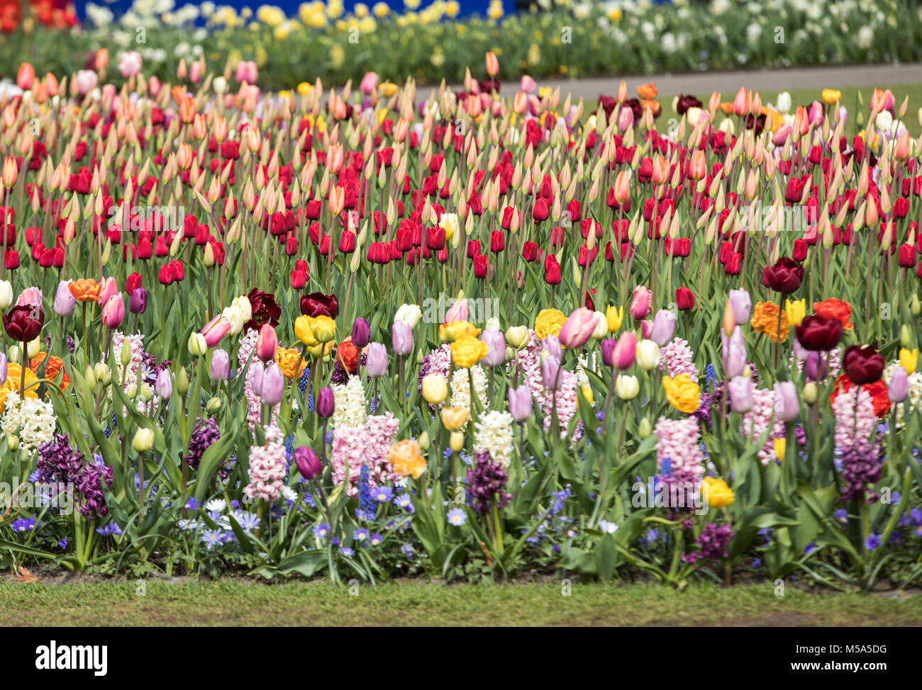 colorful tulips and hyacinths blooming in a garden Stock Photo - Alamy
