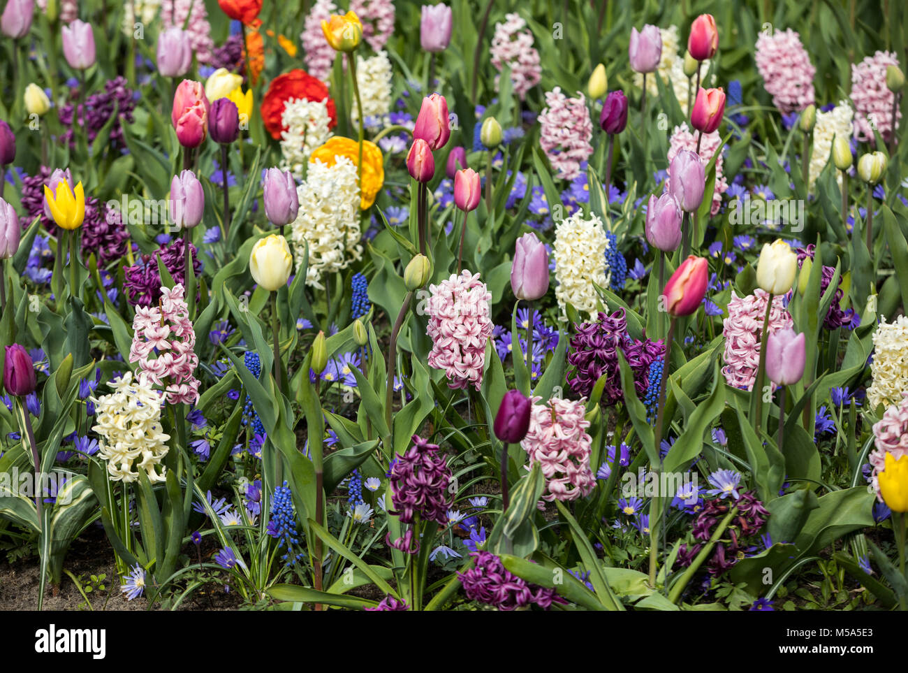 colorful tulips and hyacinths blooming in a garden Stock Photo - Alamy