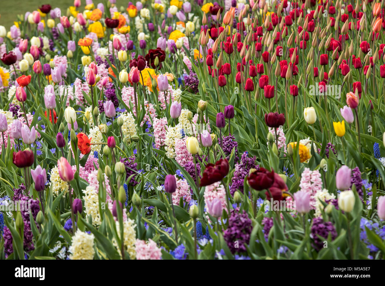 colorful tulips and hyacinths blooming in a garden Stock Photo - Alamy