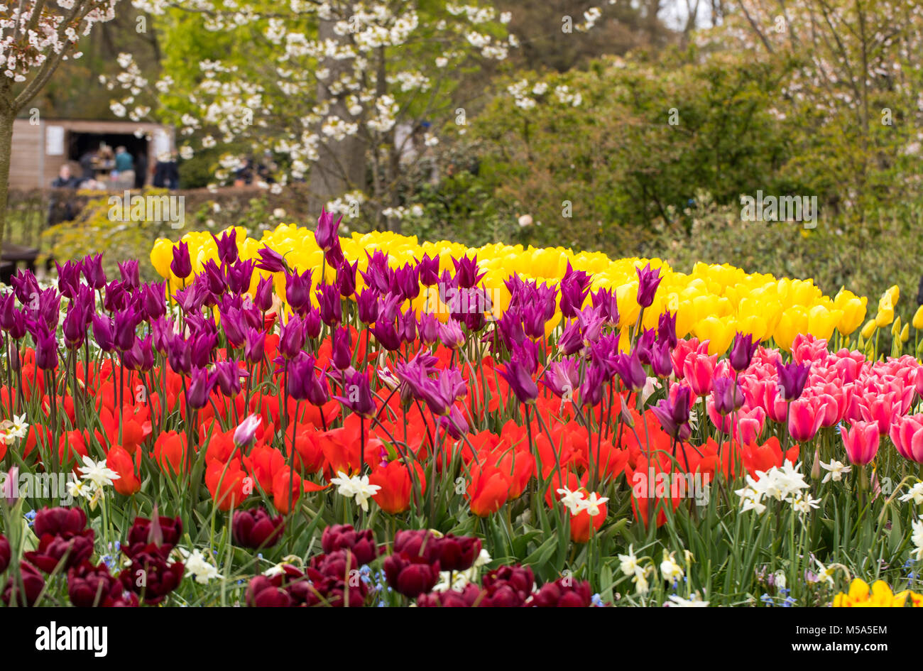 colorful tulips and daffodils blooming in a garden Stock Photo - Alamy