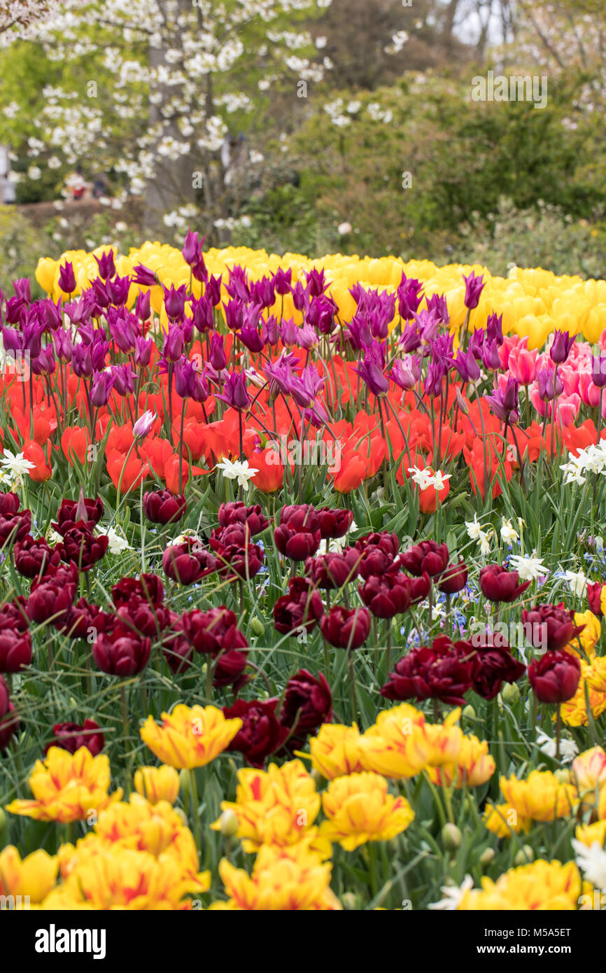 colorful tulips and daffodils blooming in a garden Stock Photo - Alamy