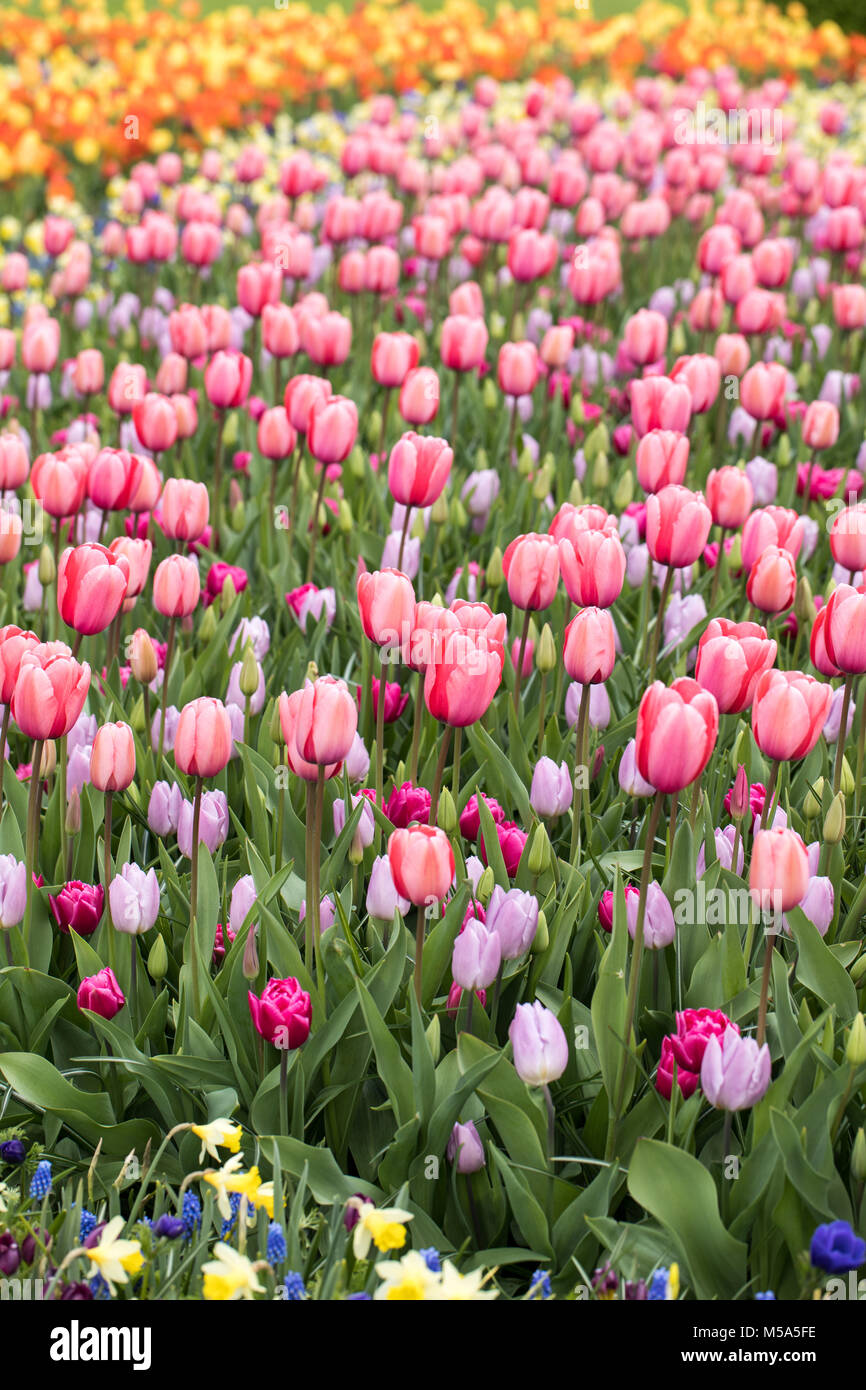 colorful tulips flowers blooming in a garden Stock Photo - Alamy
