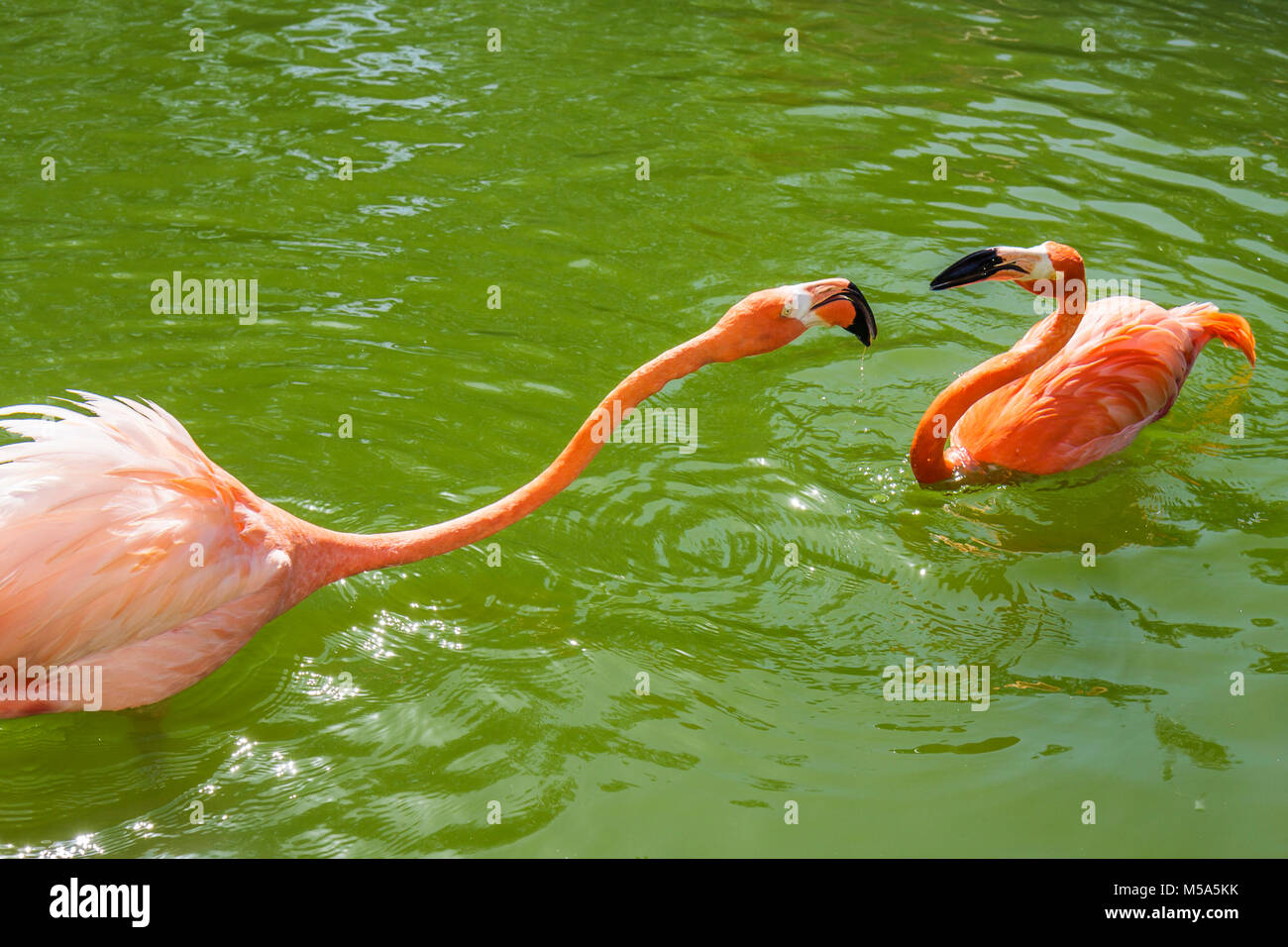 Miami Florida,Metrozoo,zoo,pink flamingo,exotic bird,FL080327019 Stock Photo