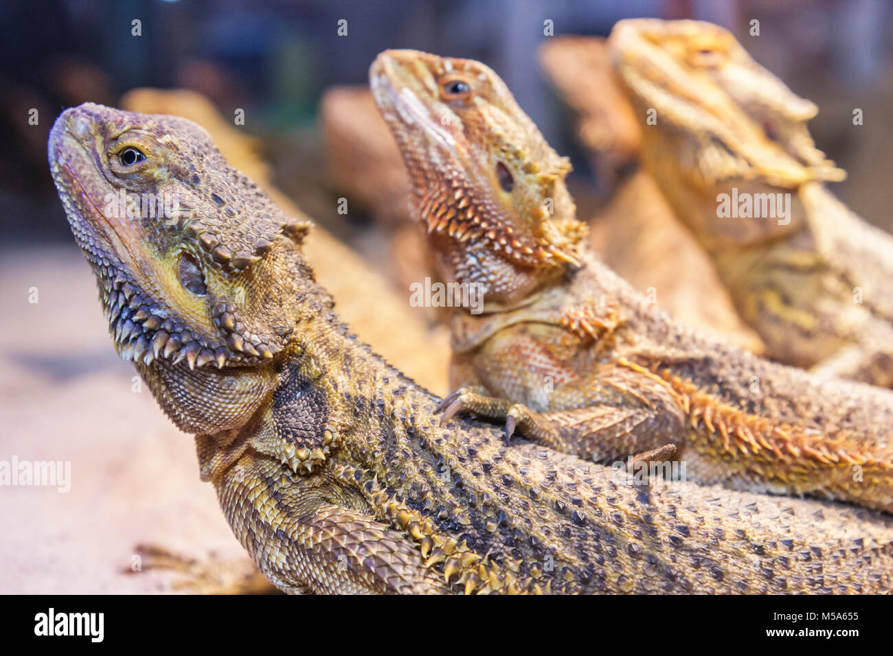 Miami Beach Florida,three bearded dragon lizards,reptile,Australia native,exotic pets,FL080328012 Stock Photo