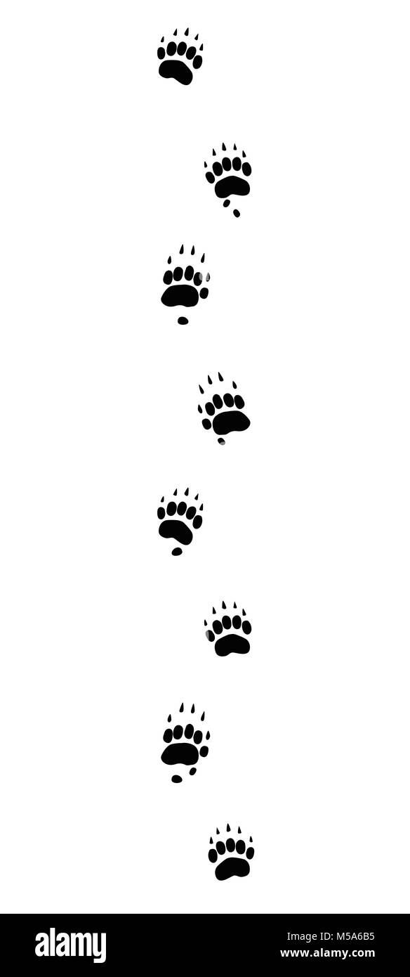 Badger tracks. Typical footprints with long claws - black icon illustration on white background. Stock Photo