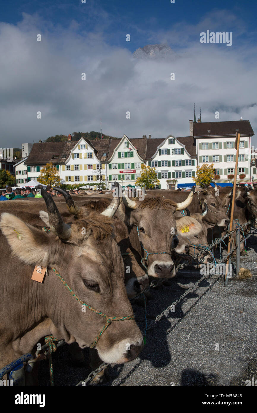 Viehschau in Glarus Stock Photo