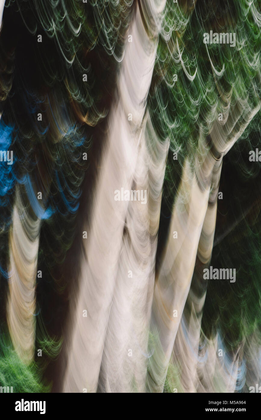 Eucalyptus trees in a forest, blurred focus. Sturdy straight trunks