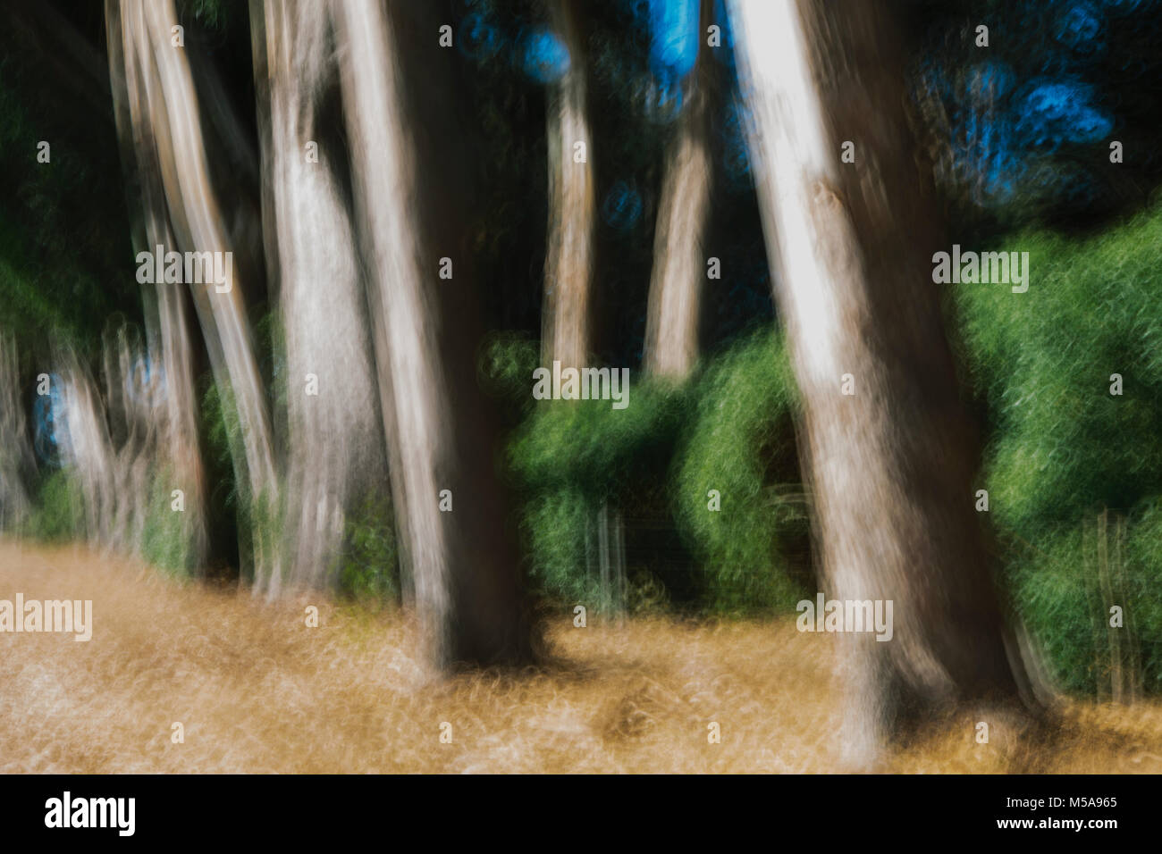 Eucalyptus trees in a forest, blurred focus. Sturdy straight trunks