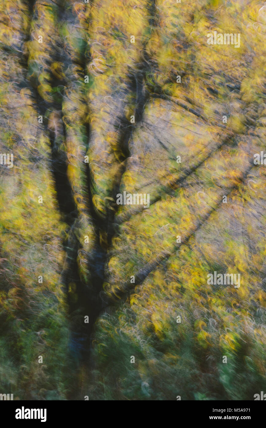 Canopy of yellow leaves hi-res stock photography and images - Alamy