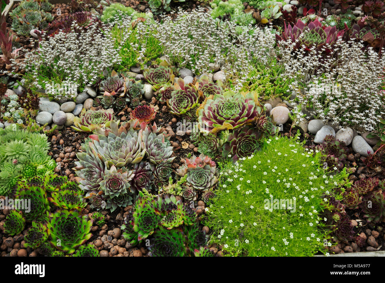 High angle view of flower bed with selection of succulent plants in a garden. Stock Photo