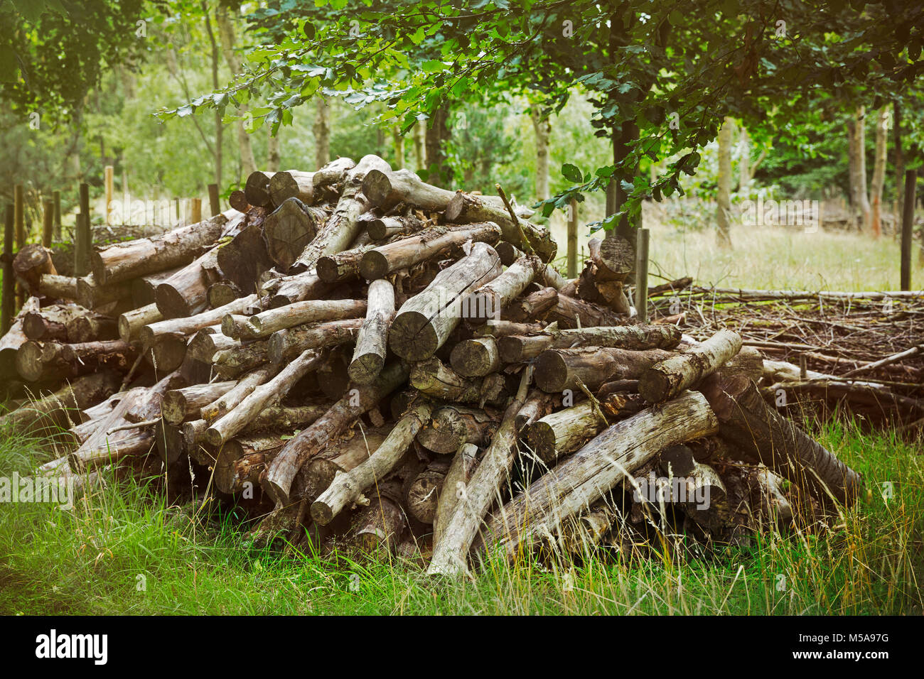 Close up of large pile of felled tree trunks. Stock Photo