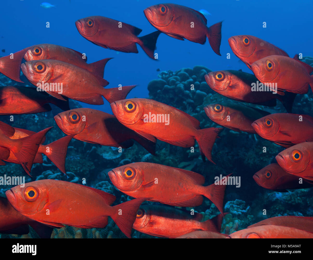 Large school of Crescent tail bigeye with vivid red coloured skin. Stock Photo