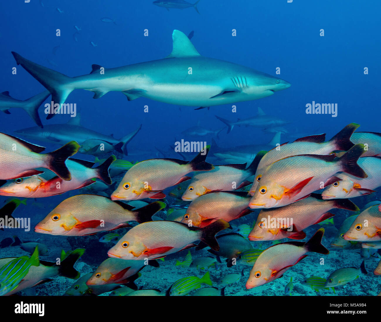 Marine life, fish in the waters of the South Pacific. A grey reef shark among a humpback red snapper shoal. Stock Photo
