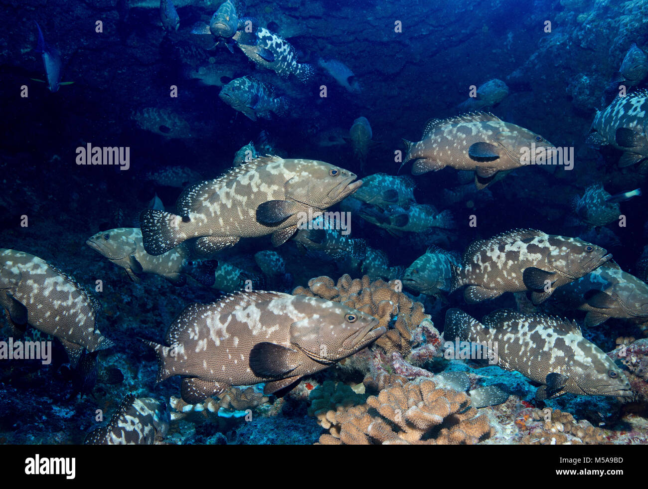 A large school of grouper fish spawning in a pass between islands, French Polynesia. Stock Photo