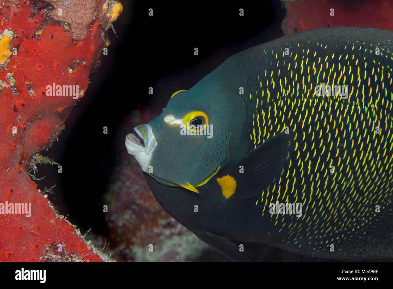 Close-up of French Angelfish , Pomacanthus paru. Stock Photo