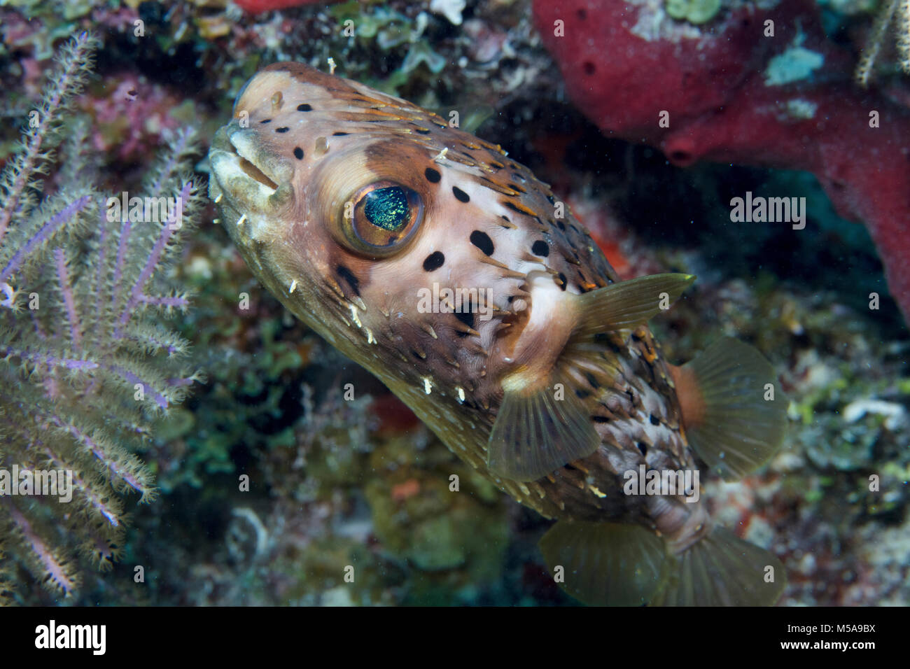 Opaline eyes of a Longspined porcupine fish, a balloon. Stock Photo