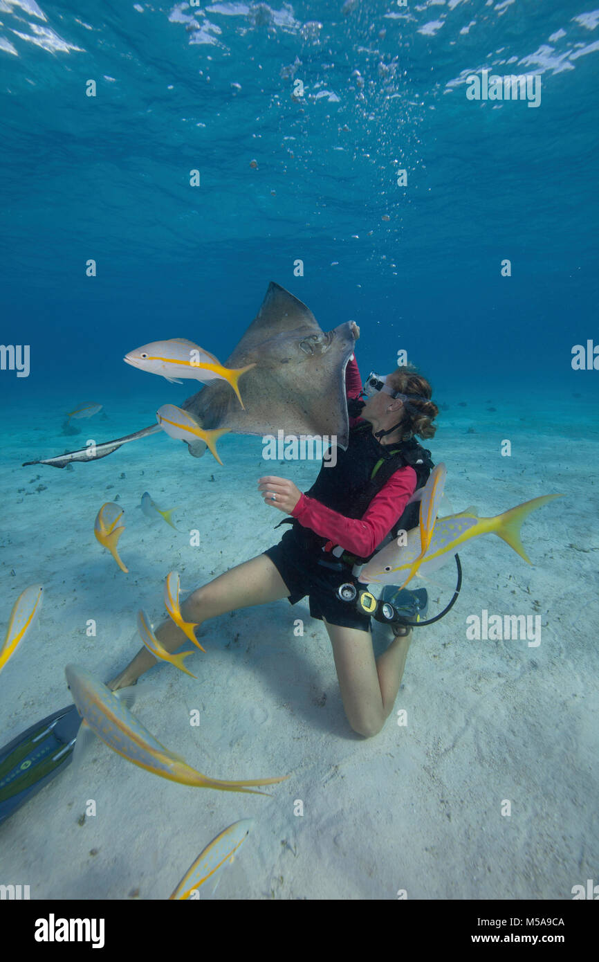 Scuba diver handfeeding a Southern stingray underwater at the Sandbar, Grand Cayman. Stock Photo