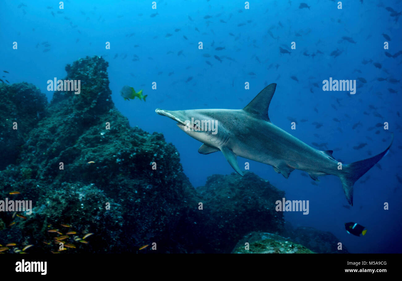 Scalloped hammerhead shark swimming among other fish over the seabed, Galapagos Islands Stock Photo