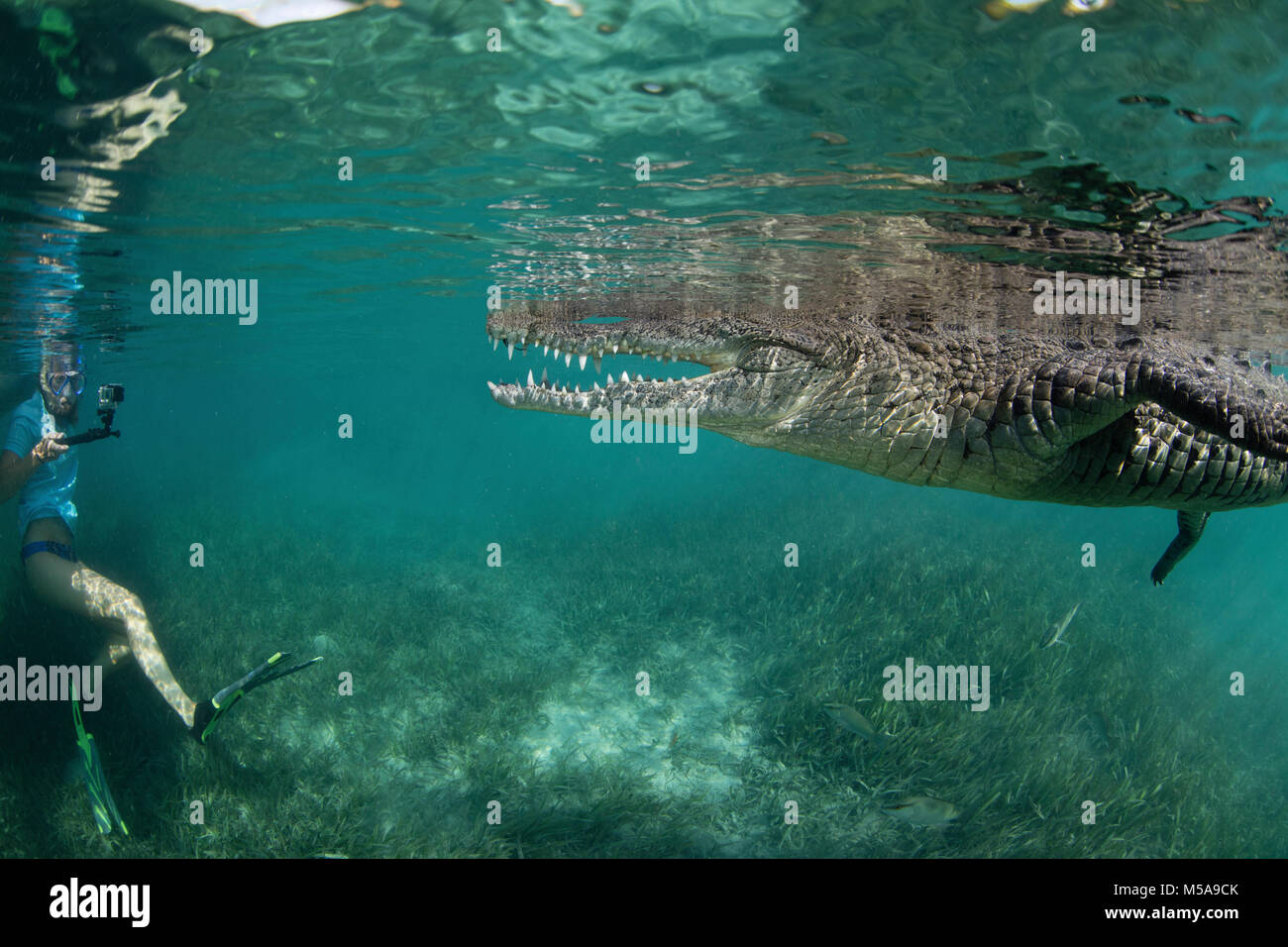 A snorkeller, diver in the water with a socially interactive crocodile