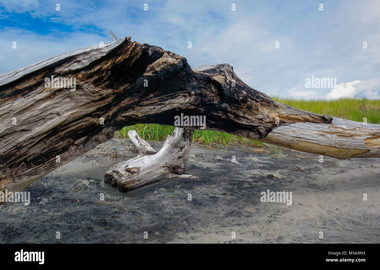 Driftwood peaceful laying on the beach Stock Photo