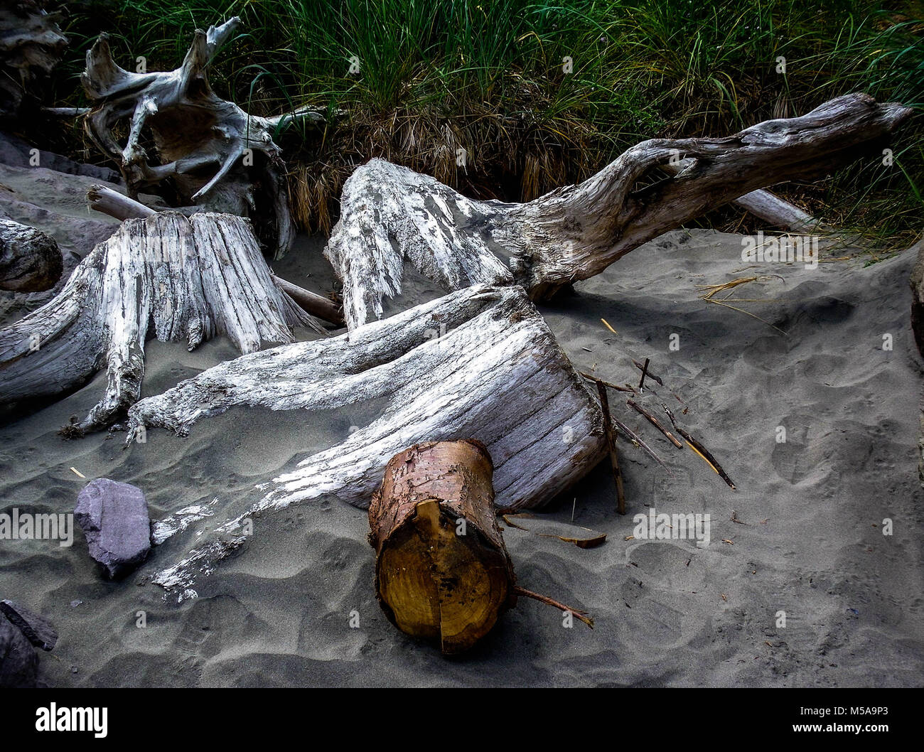 Driftwood peaceful laying on the beach Stock Photo