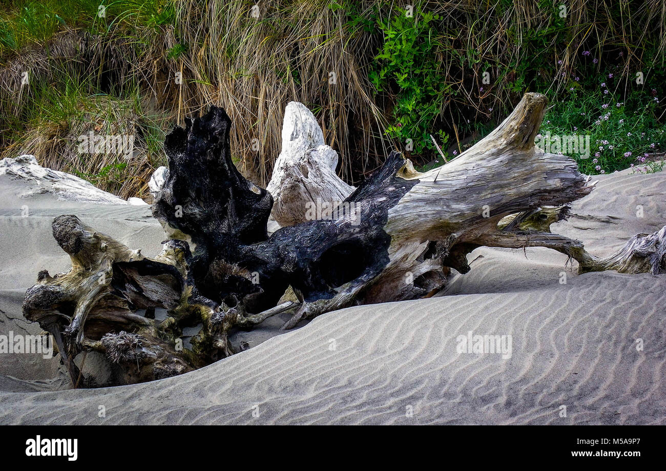 Driftwood peaceful laying on the beach Stock Photo