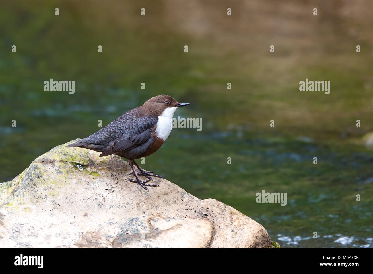 Detailed, close-up side view of isolated, wild dipper bird (Cinclus cinclus) perched outdoors in natural UK habitat on rocks by fast-flowing water. Stock Photo