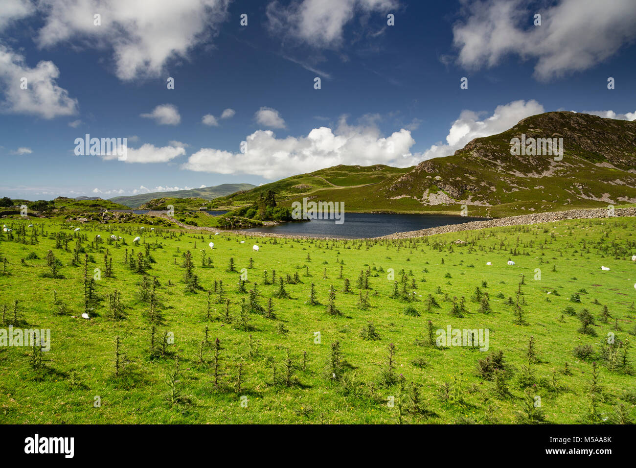 Field of thistles at Cregennan Lakes, Snowdonia, Wales on a sunny day Stock Photo