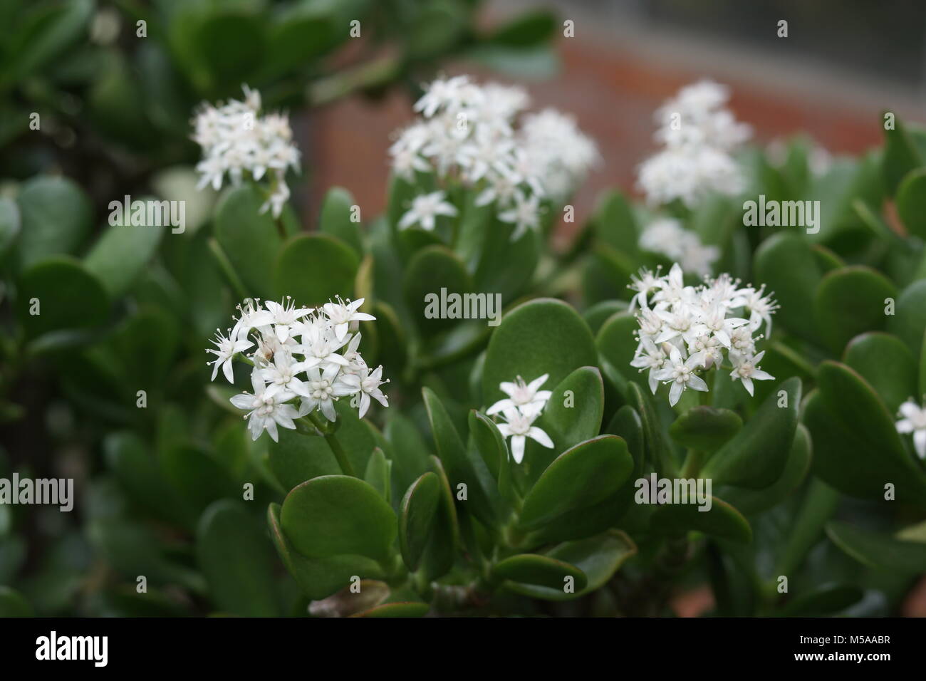 flowers of Crassula ovata Stock Photo