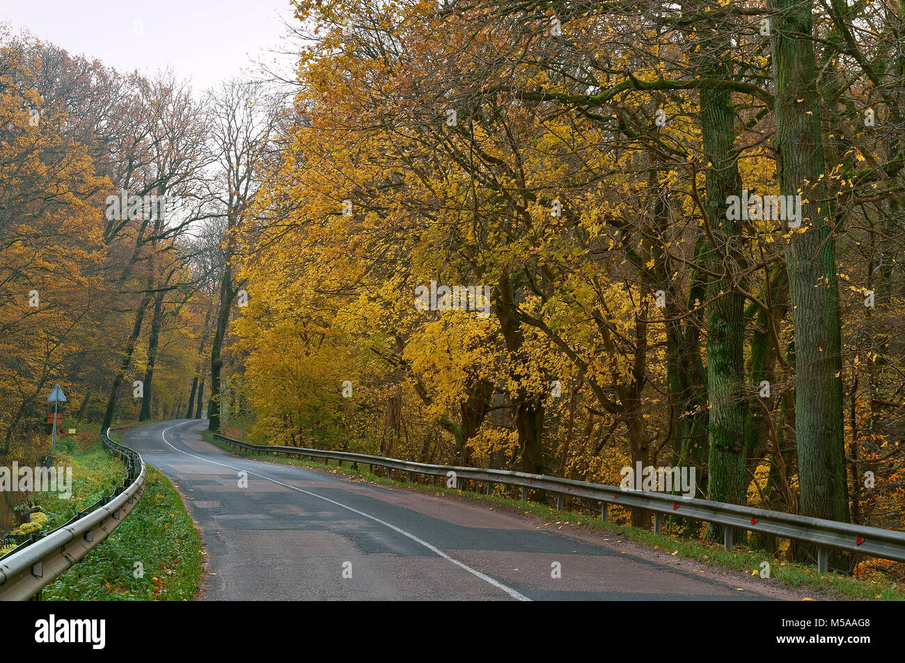 road between autumn trees, trees with yellow and red leaves on the side Stock Photo