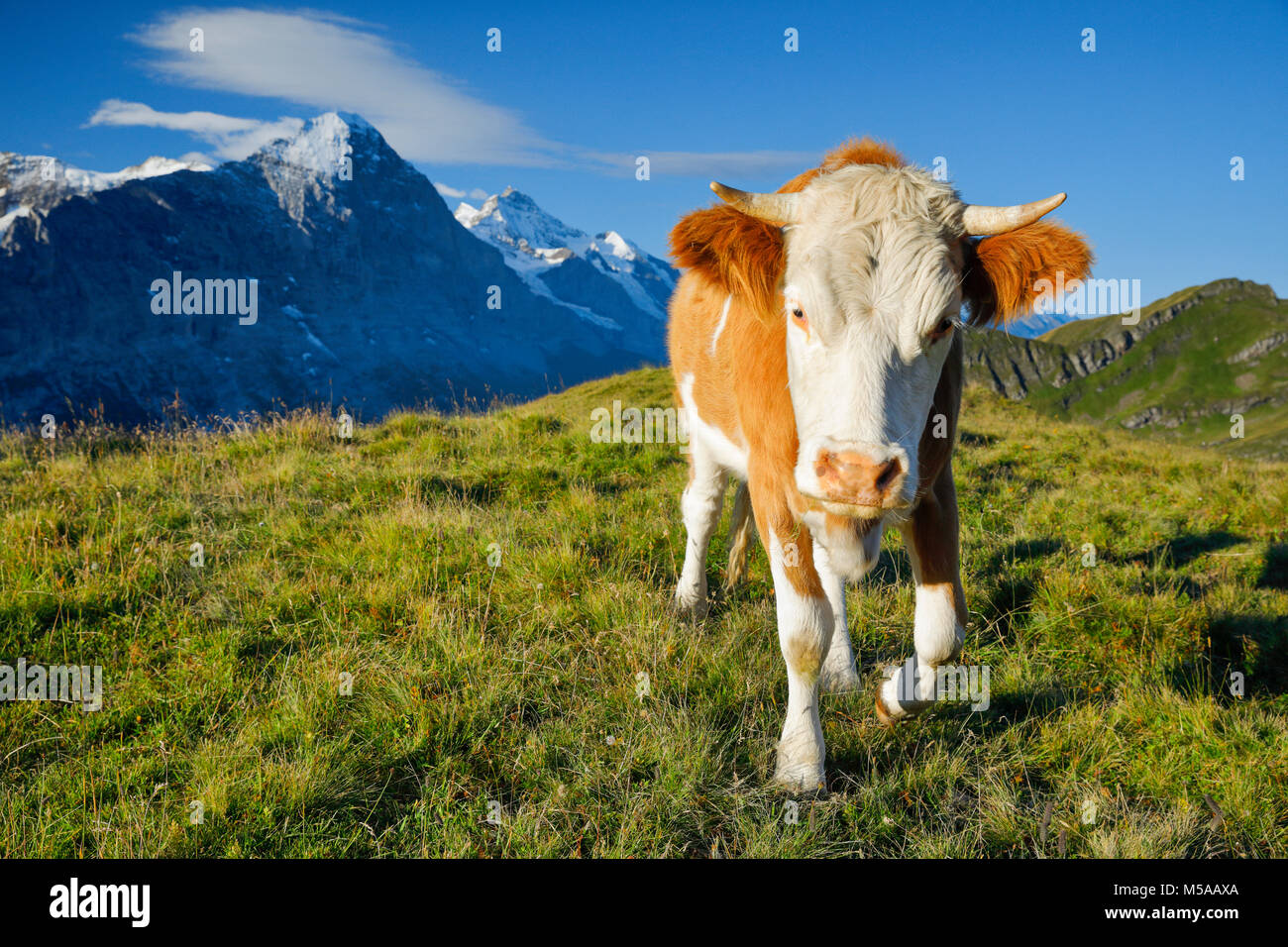 Kuh vor Eiger und Jungfrau,  Berner Oberland,  Schweiz, Stock Photo