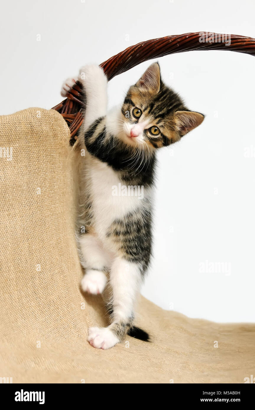 A playful tabby and white baby cat kitten, European Shorthair, tries gymnastic exercises in a basket, climbing holding at a handle, stands on its legs Stock Photo