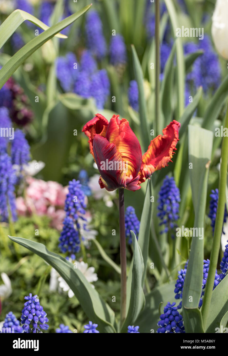 red tulip and blue hyacinths blooming in a garden Stock Photo - Alamy